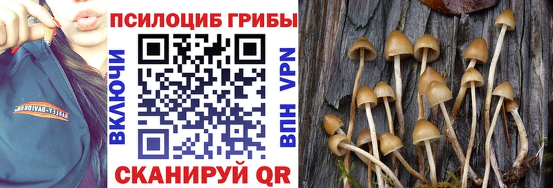 магазин продажи наркотиков  Морозовск  Псилоцибиновые грибы GOLDEN TEACHER 